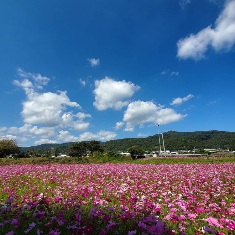 コスモス 四国 徳島県 阿波市観光協会