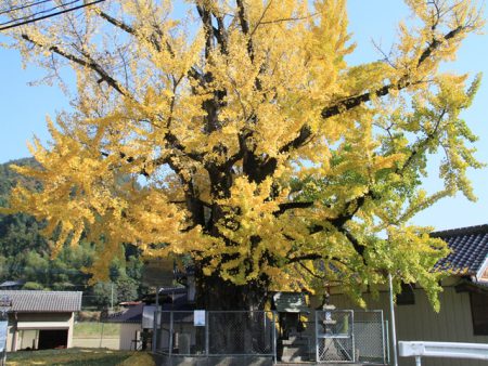 境目の大イチョウ