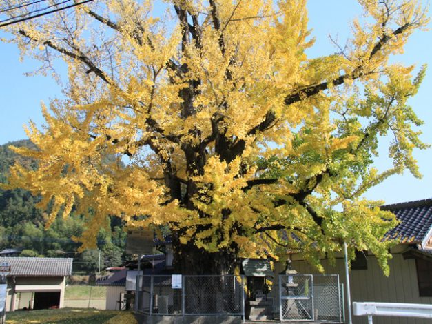 境目の大イチョウ 四国 徳島県 阿波市観光協会 境目の大イチョウ 四国 徳島県 阿波市観光協会