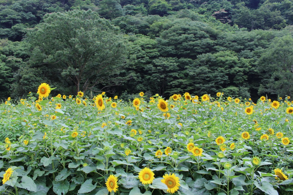 今年のひまわりは終了しました あわ花便り 市場町大影のひまわりが見頃です 四国 徳島県 阿波市観光協会 今年のひまわりは終了しました あわ花便り 市場町大影のひまわりが見頃です 四国 徳島県 阿波市観光協会
