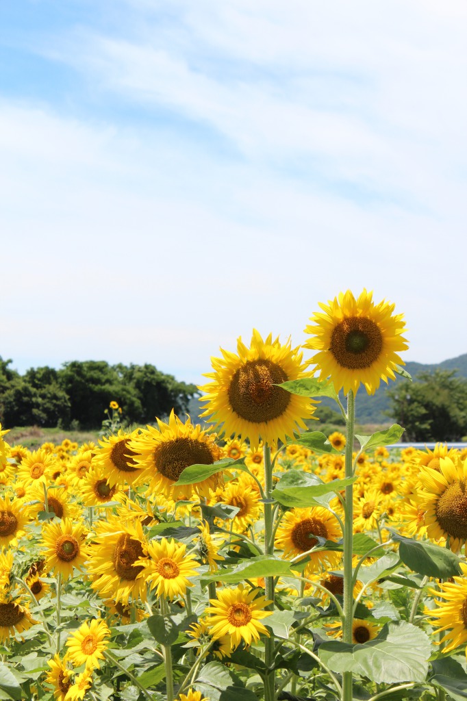 あわ花便り 土成のひまわり 四国 徳島県 阿波市観光協会 あわ花便り 土成のひまわり 四国 徳島県 阿波市観光協会