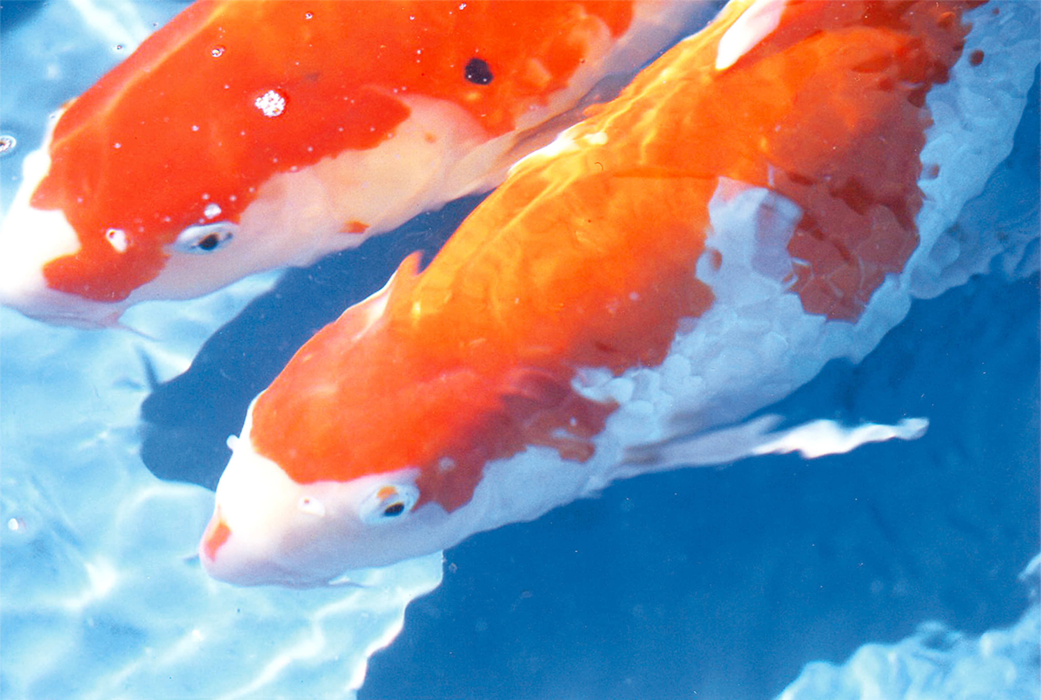 【最終セール・超美品】錦鯉園　徳利 最終セール・超美品】錦鯉園 徳利