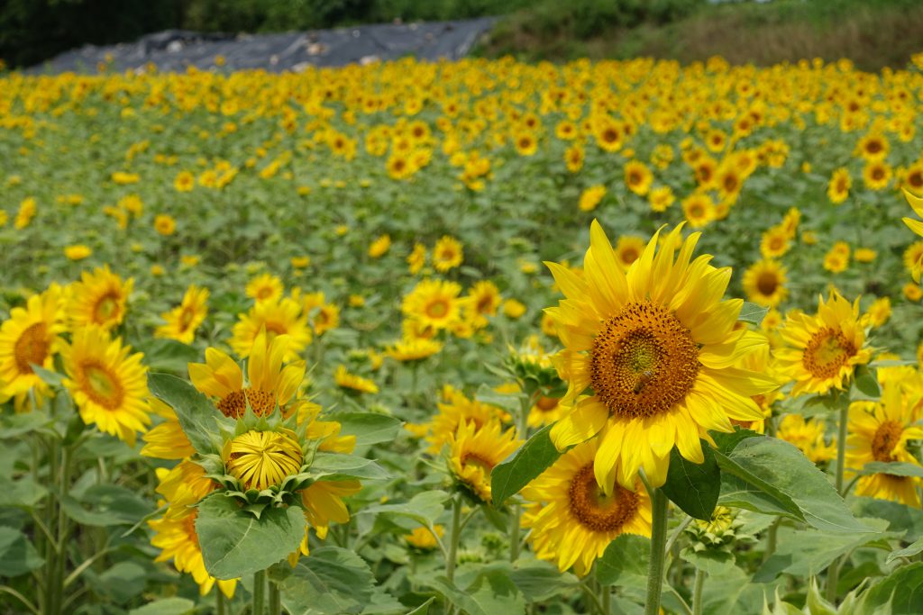 阿波市市場町大俣原ひまわり畑について 四国 徳島県 阿波市観光協会