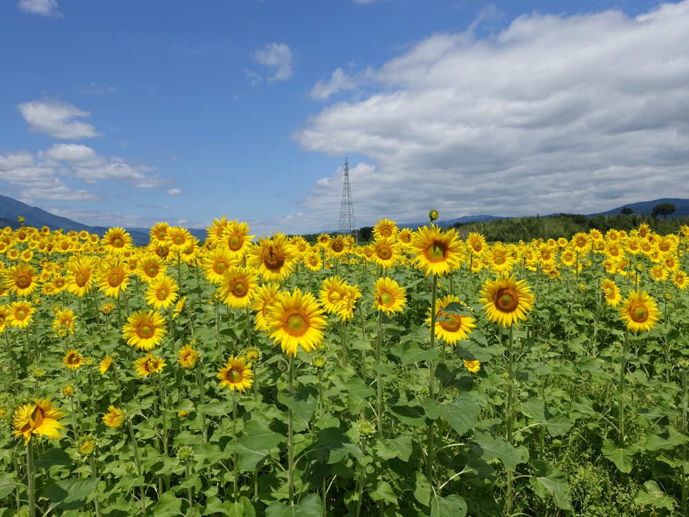 年夏 阿波市ひまわり情報まとめ 7月31日現在 今年度の見頃は終了しました 四国 徳島県 阿波市観光協会